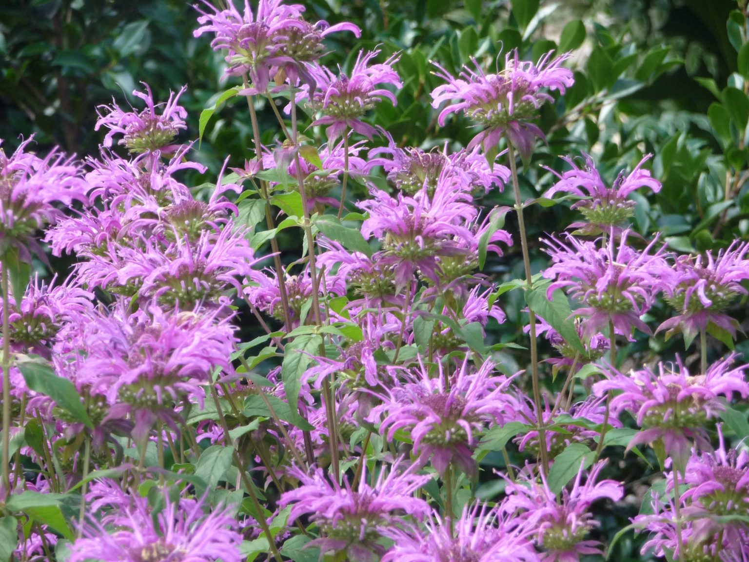 Native Plants - La Crosse Area Waters