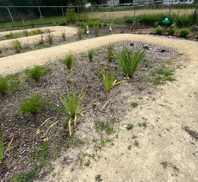 Pipes help direct the flow of water under the berms and into other areas of the rain garden. 