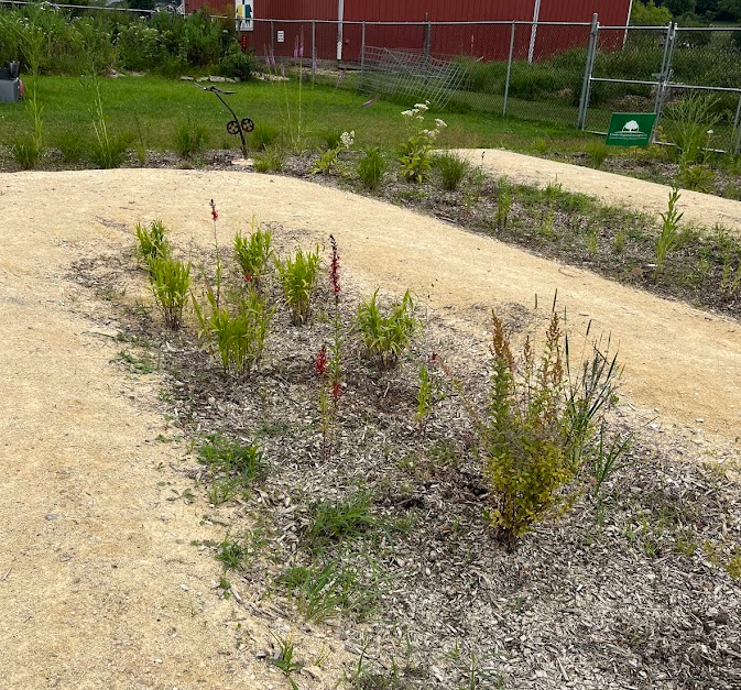 Native plants soak up the captured stormwater in the swales. 